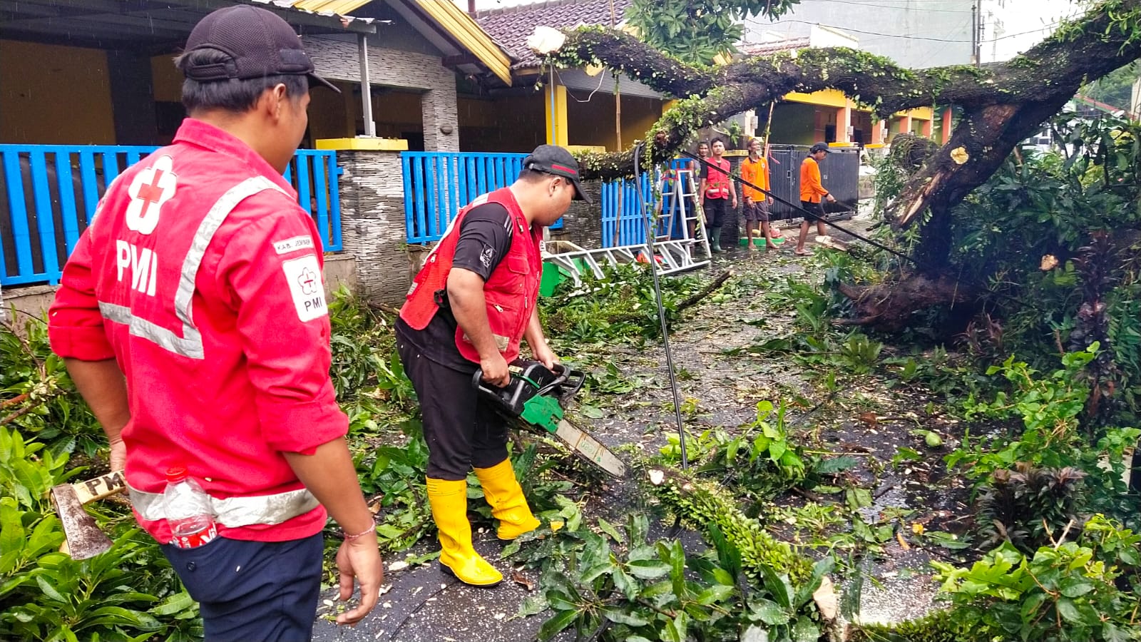 Relawan PMI Jember Evakuasi Pohon Tumbang Ke Rumah Warga 