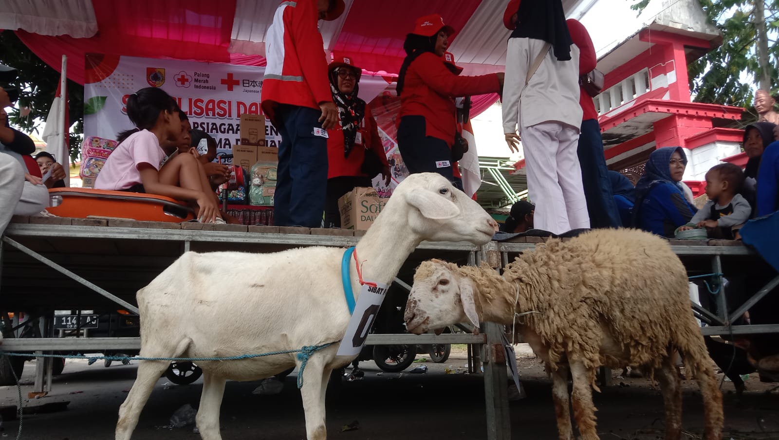 Unik! Sosialisasi Kebencanaan Di Desa Puger Wetan Gunakan Hadiah Kambing Dan Ayam Untuk Tarik Minat Warga