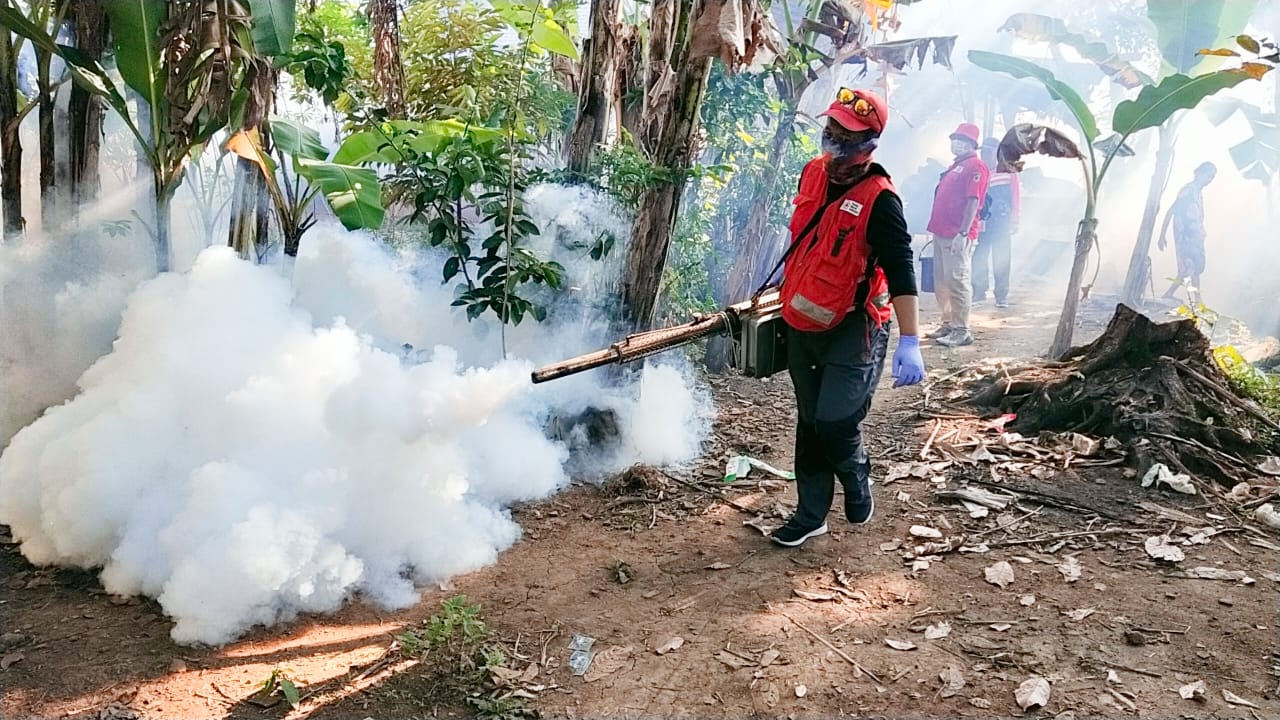 Relawan PMI Jember Fogging Rumah Warga Di Desa Selodakon, Untuk Memutus Siklus Hidup Nyamuk Aedes Aegypti