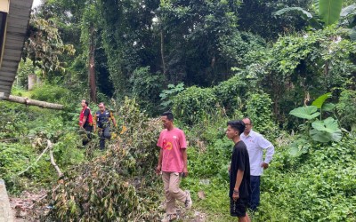 Tim Satgana PMI Evakuasi Pohon Tumbang Di Kantor PMII Cabang Jember